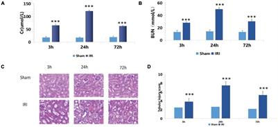 Osthole Blocks HMGB1 Release From the Nucleus and Confers Protective Effects Against Renal Ischemia-Reperfusion Injury